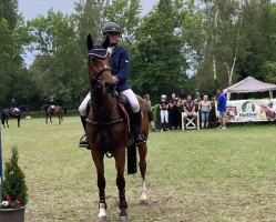 jumper Cyrus-Chrysostomus (German Sport Horse, 2012, from Cinsey)