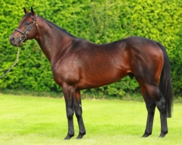 stallion Adaay xx (Thoroughbred, 2012, from Kodiac xx)