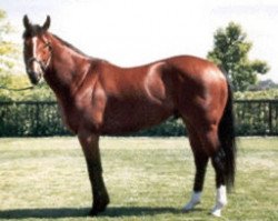 stallion Sheikh Albadou xx (Thoroughbred, 1988, from Green Desert xx)