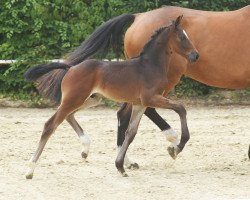 Pferd Hengst von Forlee / Comme il faut NRW (Westfale, 2022, von Forlee)