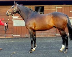 stallion Yorgunnabelucky xx (Thoroughbred, 2006, from Giant's Causeway xx)