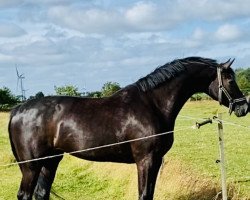 broodmare Kaleen (Holsteiner, 2017, from Dinken)