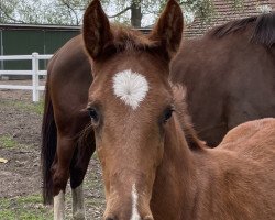 dressage horse Rihanna (Westphalian, 2022, from Rom)