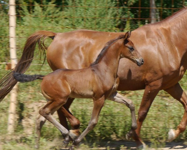 dressage horse Falaton (Oldenburg, 2017, from Fürstenball)