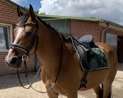 dressage horse Glenn Maria (Lewitzer, 2005, from Graveur)