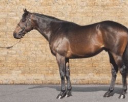 stallion Ardad xx (Thoroughbred, 2014, from Kodiac xx)