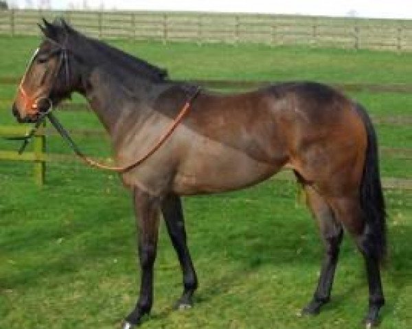 broodmare Good Clodora xx (Thoroughbred, 2009, from Red Clubs xx)