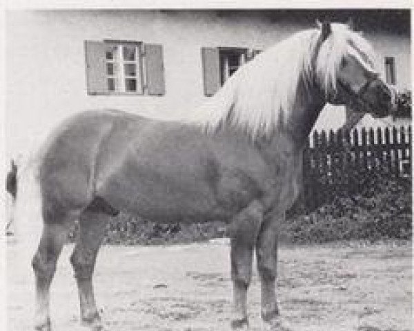 stallion 505 Stüber (Haflinger, 1957, from 128 Stromer)