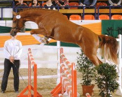 stallion Dramatiker (Trakehner, 2004, from Bardolino)