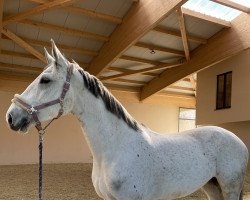 jumper Roccoco H Fiona (Austrian Warmblood, 2012, from Calme P)