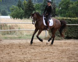 dressage horse Sir Frederic 6 (Hanoverian, 2013, from Swarovski)