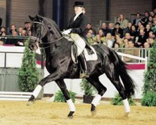 stallion Canaster I (Oldenburg, 1991, from Caprimond)
