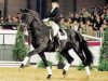 stallion Canaster I (Oldenburg, 1991, from Caprimond)