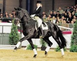 stallion Canaster I (Oldenburg, 1991, from Caprimond)