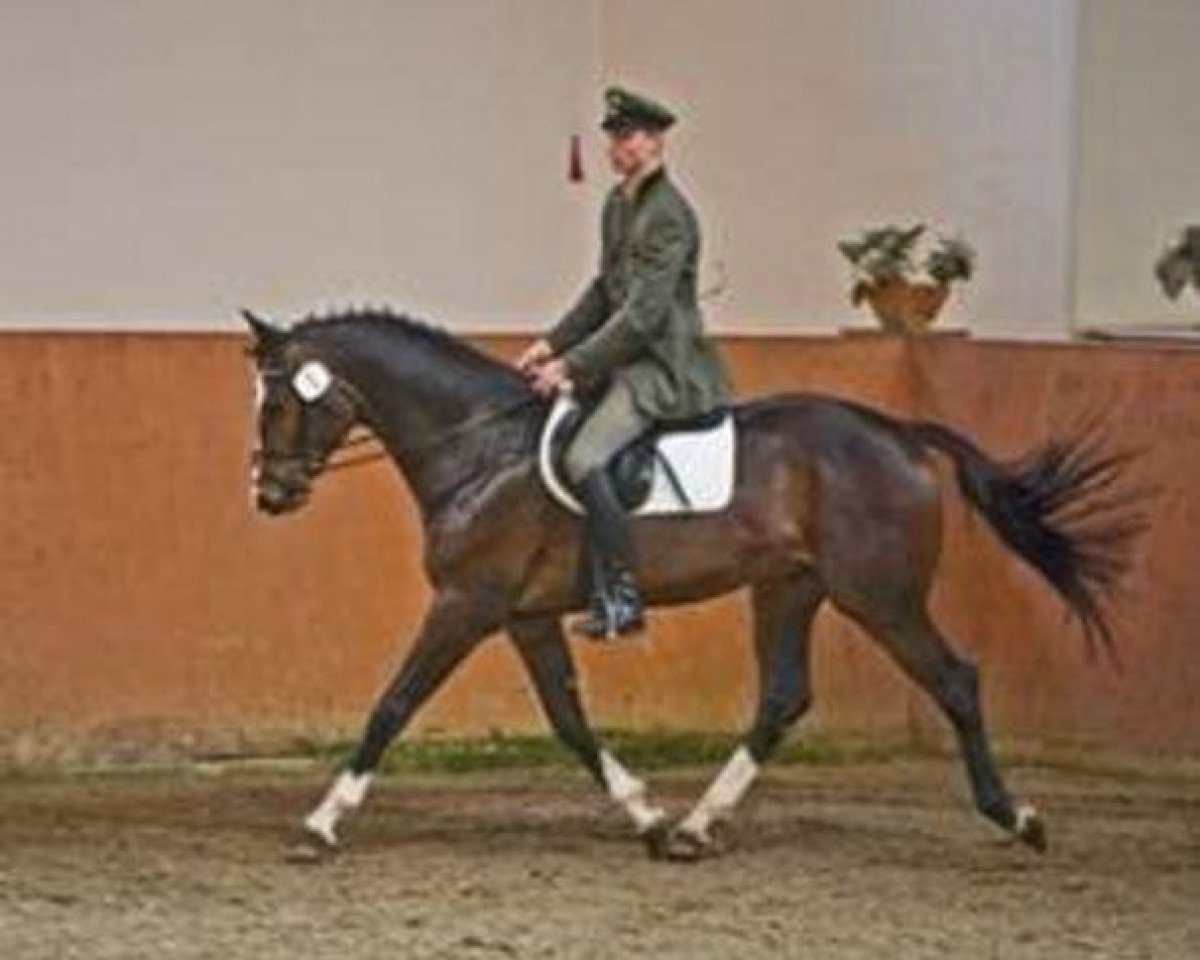 Deckhengst Baloubrie (Mecklenburger, 2005, von Balou du Rouet)