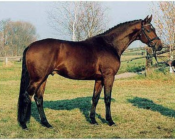 stallion Königsmarck (Trakehner, 2000, from Tuareg)
