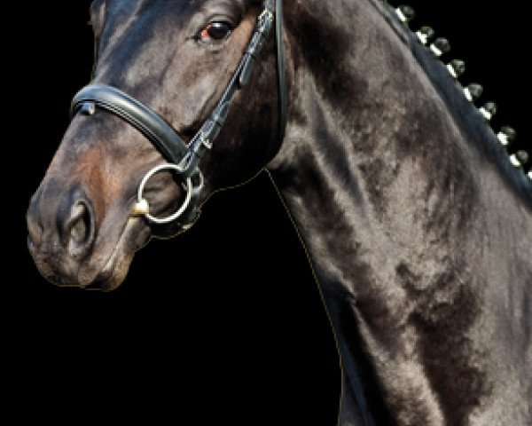 stallion Hofmarschall V (Hanoverian, 2007, from Hotline)