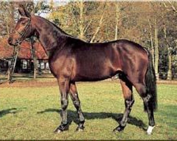 stallion Consulting (Hanoverian, 2000, from Contender)
