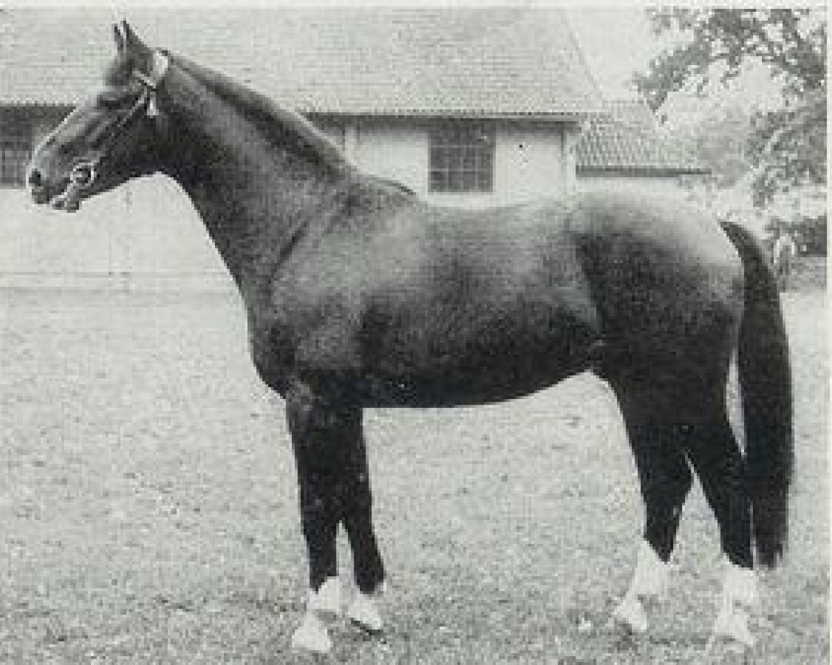 stallion Winkel (Hanoverian, 1951, from Fluegeladjutant)