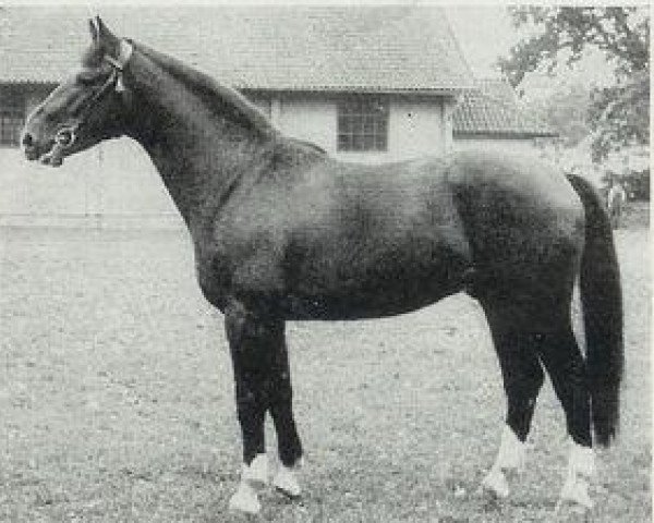 stallion Winkel (Hanoverian, 1951, from Fluegeladjutant)