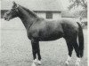 stallion Winkel (Hanoverian, 1951, from Fluegeladjutant)