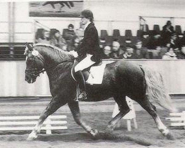 stallion Arras (25% ox) (Edelbluthaflinger, 1974, from Adler)