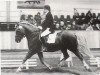 stallion Arras (25% ox) (Edelbluthaflinger, 1974, from Adler)