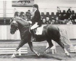 stallion Arras (Edelbluthaflinger, 1974, from Adler)