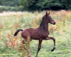 dressage horse Federleicht v.d. Willenburg (Westphalian, 2022, from For Real)