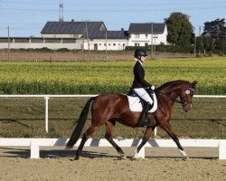 broodmare Cheyenne 1033 (German Riding Pony, 2005, from Cornett)