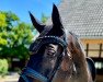 dressage horse Fritz Fidelius (Rhinelander, 2012, from Fürst Romancier)