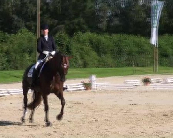 dressage horse Donna Victoria 3 (Westphalian, 2004, from De Kooning)