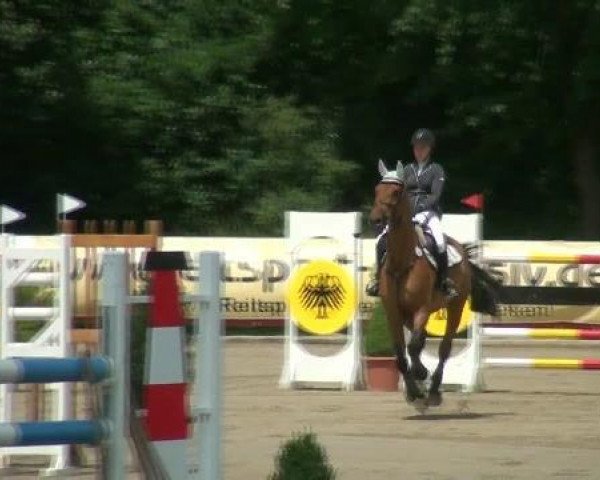 broodmare Viter (KWPN (Royal Dutch Sporthorse), 2002, from Neckar)