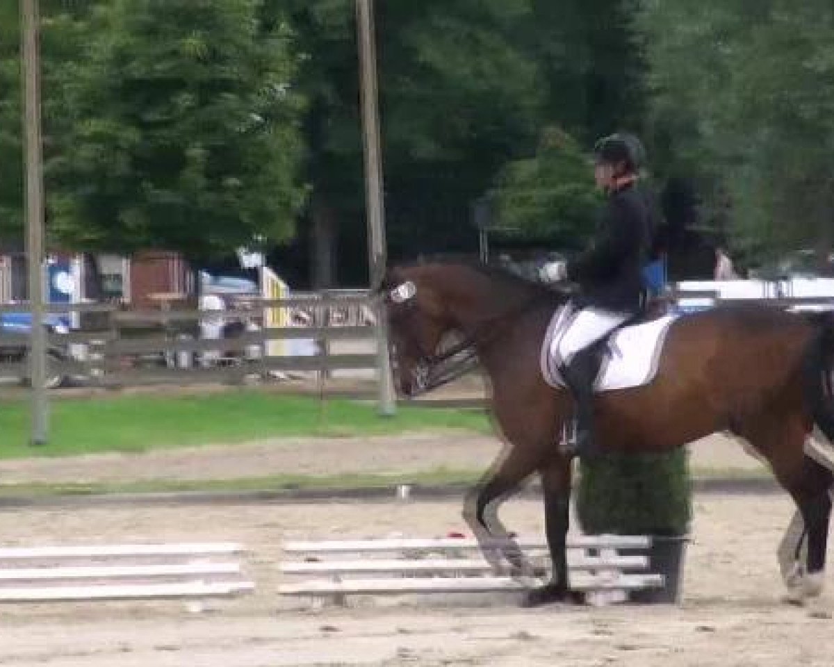 dressage horse Earl Chamberlain FS (Westphalian, 2003, from Ehrentusch)