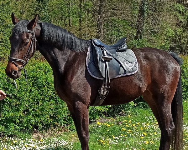 dressage horse Petite La Fleur (Hanoverian, 2018, from Prinz Pablo)
