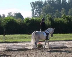 dressage horse Goldika 640 (German Riding Pony, 2003, from Gladstone)