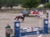 jumper Nestany S (German Riding Pony, 2000, from Navoy)