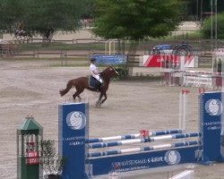 jumper Nestany S (German Riding Pony, 2000, from Navoy)