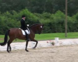 dressage horse Rhytmus G (Westphalian, 2007, from Rock Forever NRW)