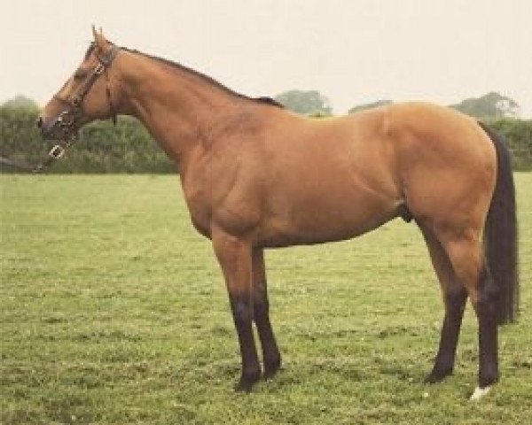 stallion Fayruz xx (Thoroughbred, 1983, from Song xx)