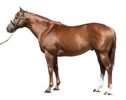 stallion Earthlight xx (Thoroughbred, 2017, from Shamardal xx)