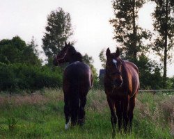 broodmare Larissa (Hanoverian, 1978, from Loewenstein)