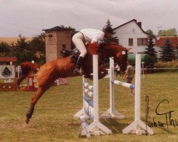 broodmare Alsura's Anhar Bint Aidee (Arabian thoroughbred, 1993, from Zarif III ox)