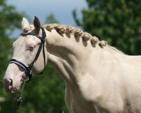 horse Mc Hussle Baron (Nederlands Rijpaarden en Pony, 2013, from McJonnas)