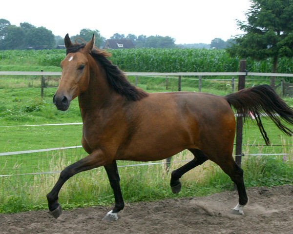 broodmare Barones Dilly (Nederlands Rijpaarden en Pony, 2008, from Baron)