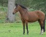 broodmare Helvetia (KWPN (Royal Dutch Sporthorse), 1989, from Beethoven)