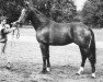 stallion Beethoven (KWPN (Royal Dutch Sporthorse), 1983, from Saluut)