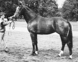 stallion Beethoven (KWPN (Royal Dutch Sporthorse), 1983, from Saluut)