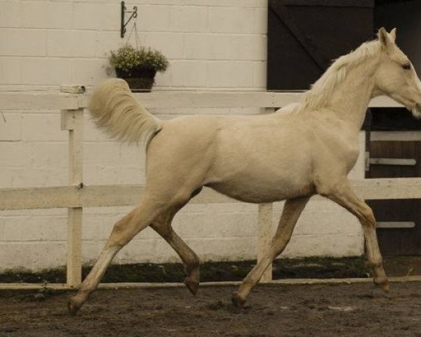 horse Solaris Evanno (Scottish Sports Horse, 2009, from McJonnas)