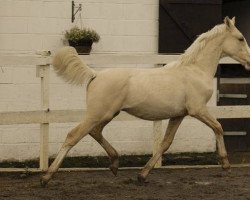 Pferd Solaris Evanno (Scottish Sports Horse, 2009, von McJonnas)